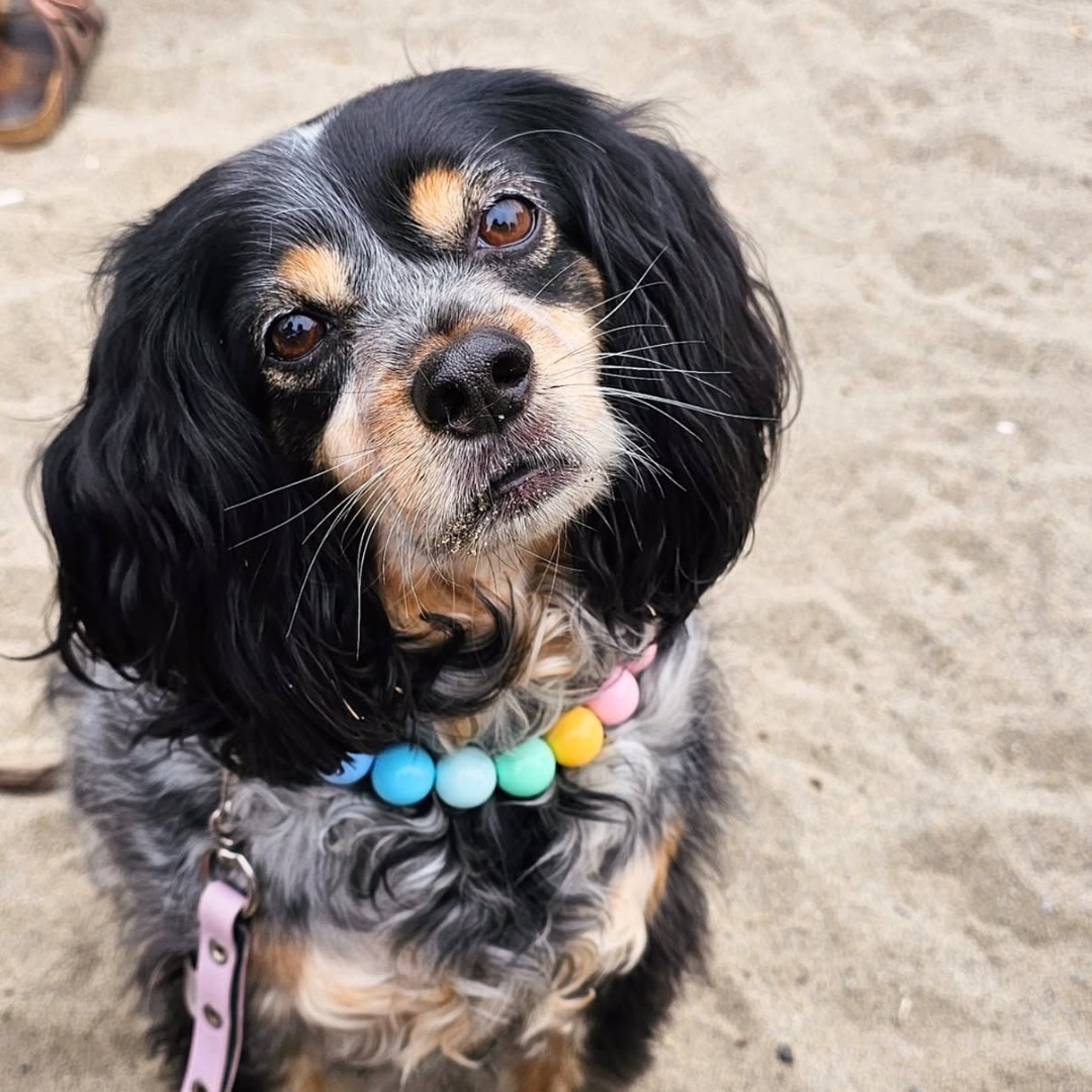 A close-up of a small black, tan, and gray dog on a sandy beach wearing a pastel multicolor beaded collar and a pink leash.