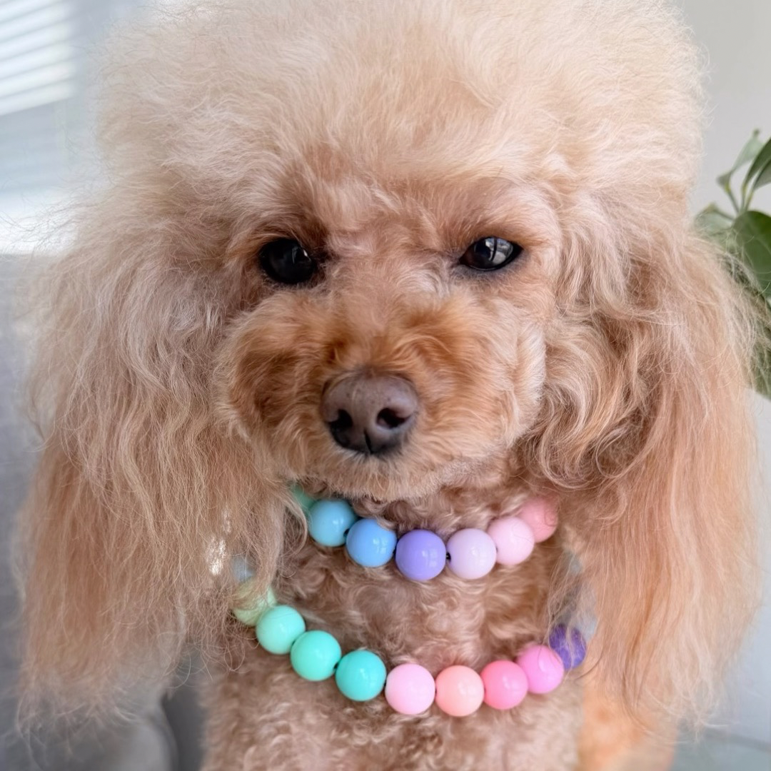 POPNCO Pastel Rainbow 14mm beaded pet Collar. Small dog wearing a colorful beaded collar indoors called pastel rainbow from POPNCO Beaded pet collars