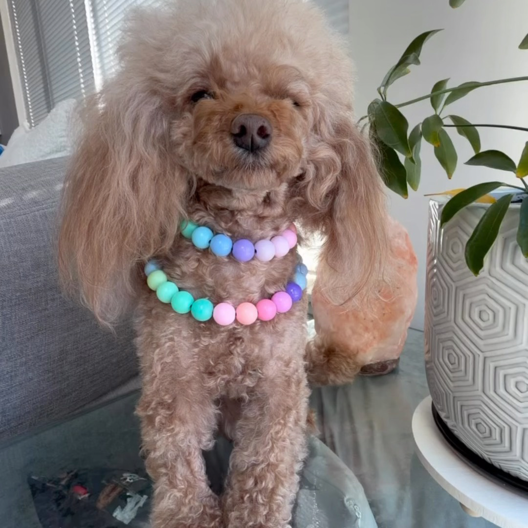 POPNCO Pastel Rainbow 14mm beaded pet Collar. Small dog wearing a colorful beaded collar indoors called pastel rainbow from POPNCO Beaded pet collars