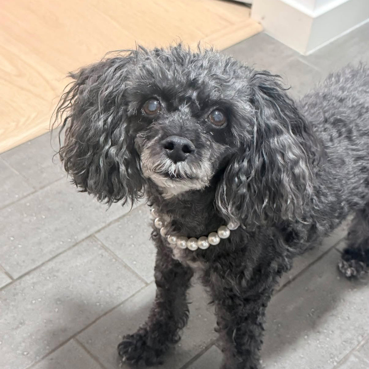 A small black curly-haired dog wearing a pearl bead collar, standing on a gray tiled floor in an indoor setting.