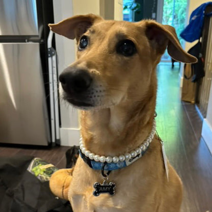 A tan dog wearing a blue patterned collar with white faux pearls and a bone-shaped tag engraved with the name 'AMY', sitting indoors in a home hallway.