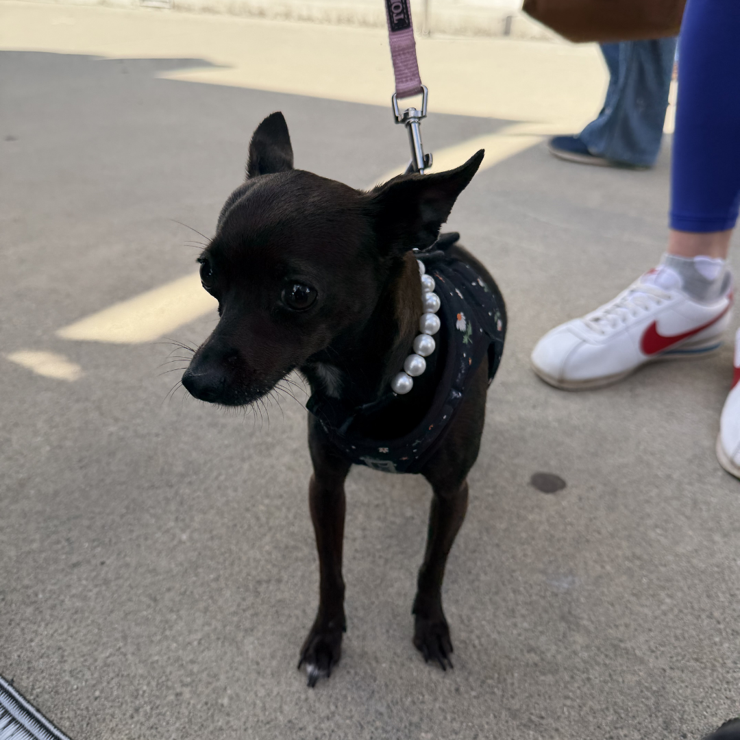 A small black dog wearing a black harness with white faux pearls around its neck, standing on a concrete surface outdoors. A person's legs and white Nike sneakers are visible in the background, along with part of a leash.