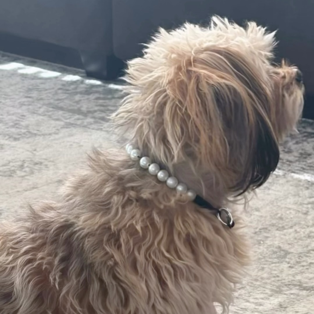 A fluffy light brown dog seen from the side wearing a collar made of white pearls with a black band and silver metal ring.