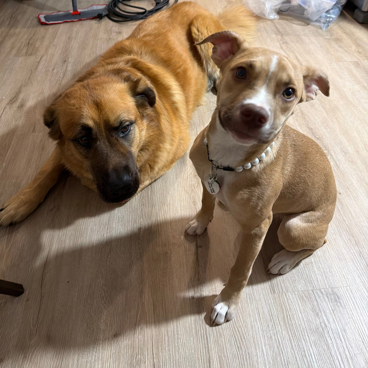 Two dogs on a light wood floor in a home interior. One larger tan dog lies down on the left, and a smaller tan-and-white dog wearing a pearl collar sits on the right looking toward the camera.
