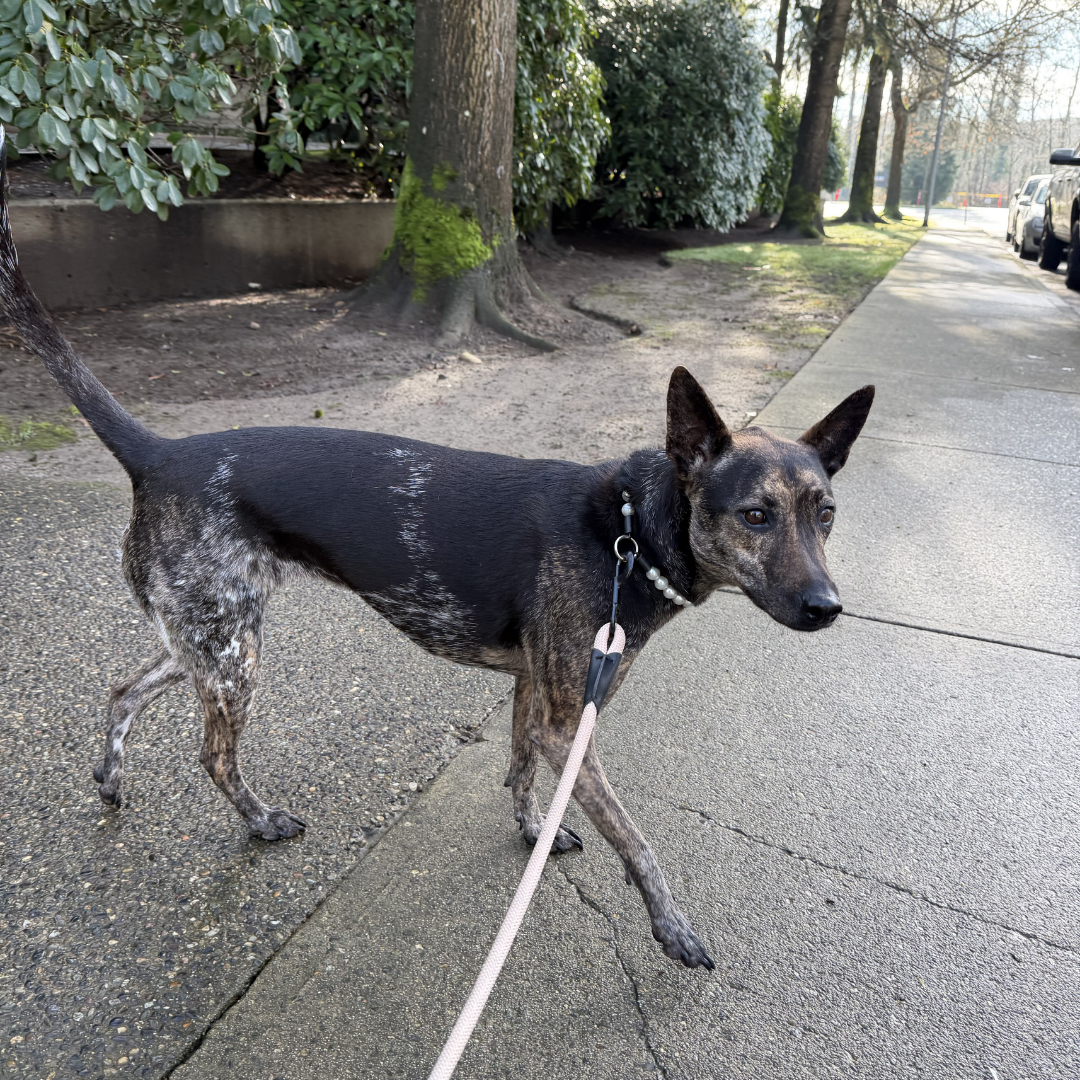 A black and tan dog wearing a collar and attached to a light pink leash, walking on a paved path outdoors.