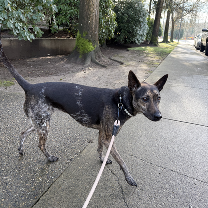 A black and tan dog wearing a collar and attached to a light pink leash, walking on a paved path outdoors.