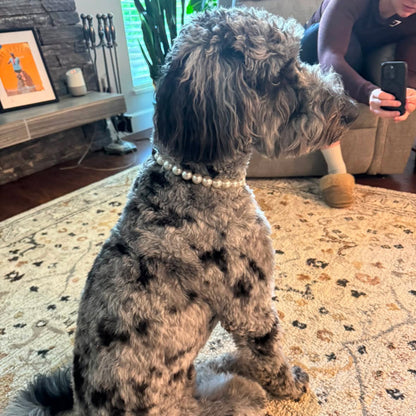 A gray and black spotted poodle wearing a white pearl collar sits on a patterned rug in a living room, with a person taking a photo in the background.