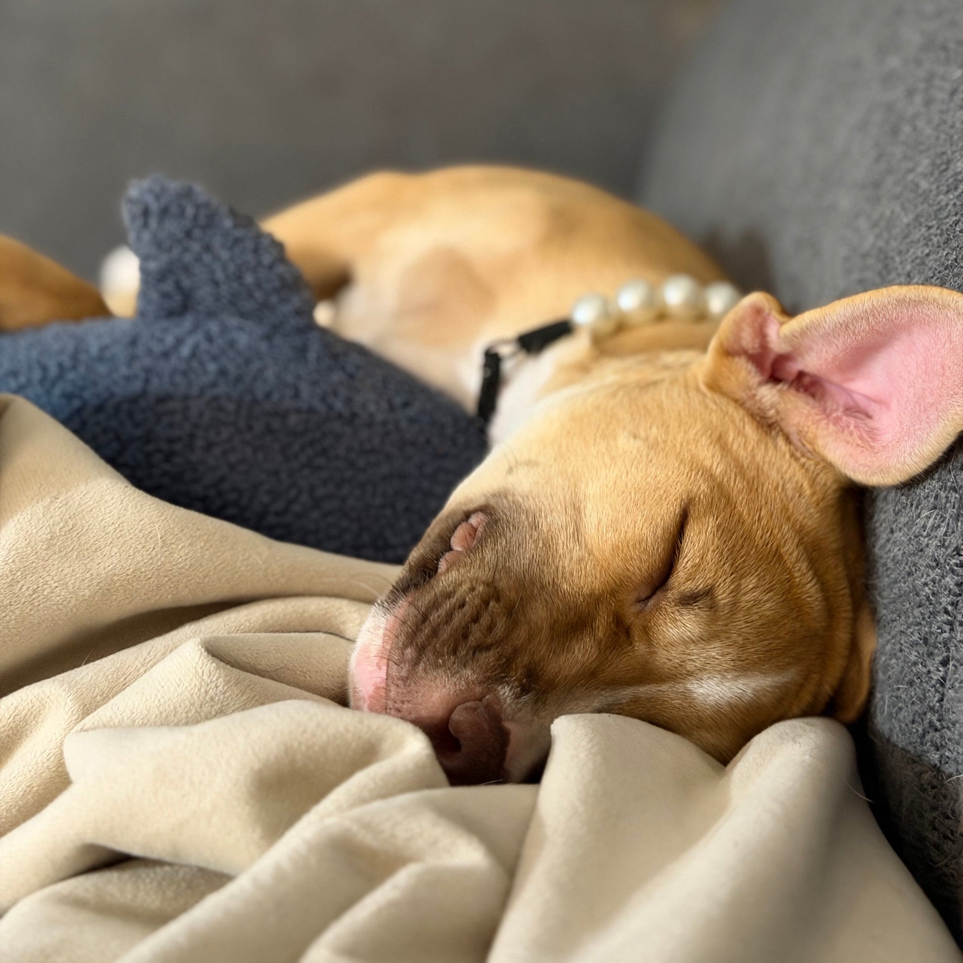 POPNCO Pearl beaded pet collar. A tan dog sleeping soundly on a gray couch, wrapped in a beige blanket and resting near a dark blue plush toy. The dog wears a black collar with white pearl-like beads.