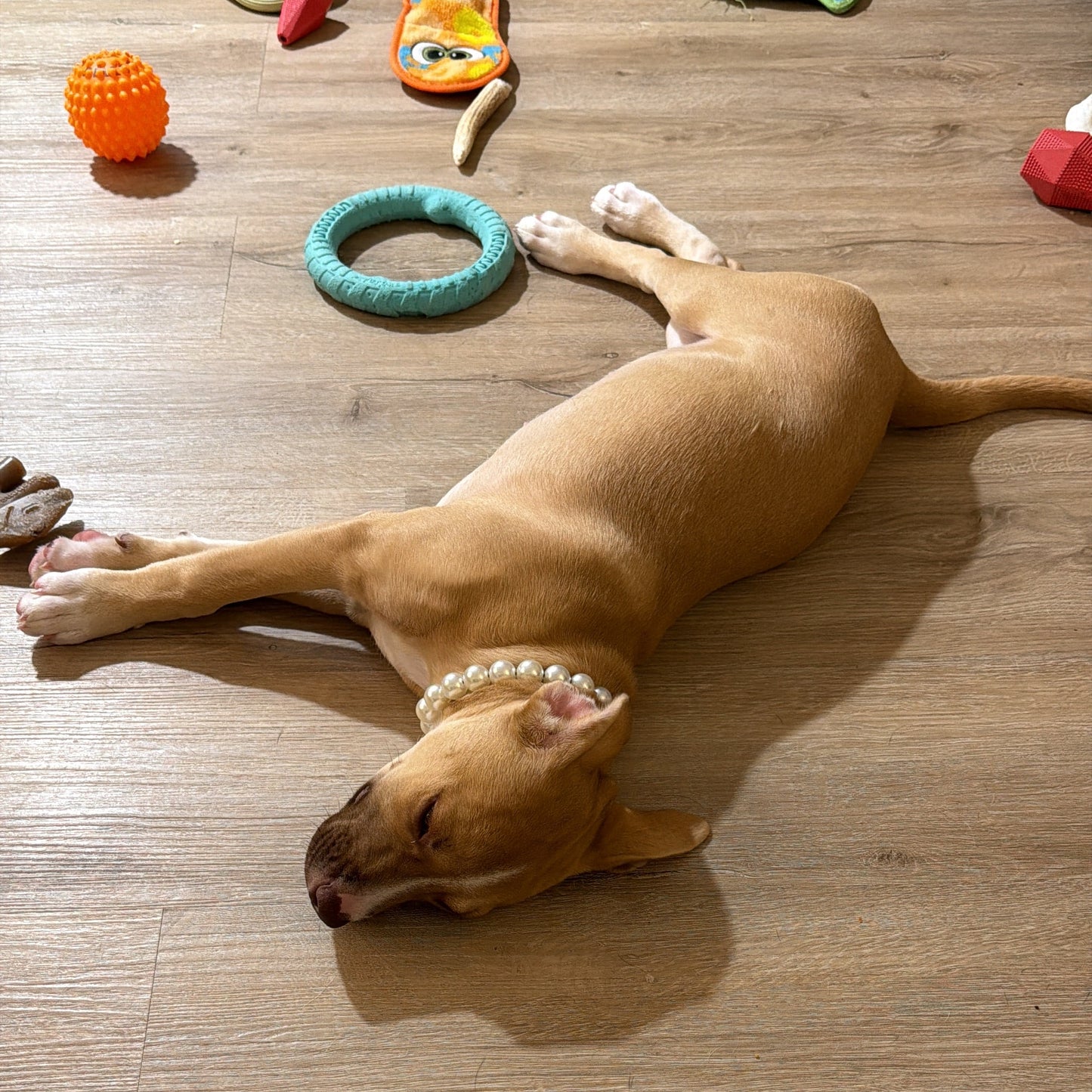 POPNCO Pearl beaded pet collar. A tan dog lies stretched out on a light wood floor, wearing a white beaded collar and surrounded by colorful dog toys.