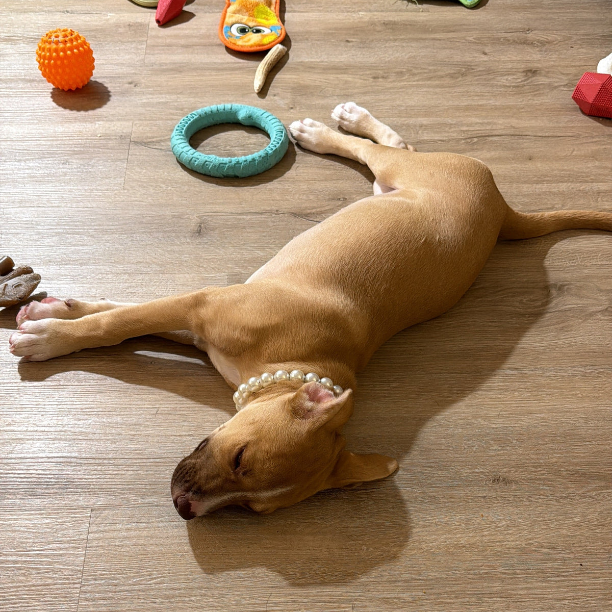 POPNCO Pearl beaded pet collar. A tan dog lies stretched out on a light wood floor, wearing a white beaded collar and surrounded by colorful dog toys.