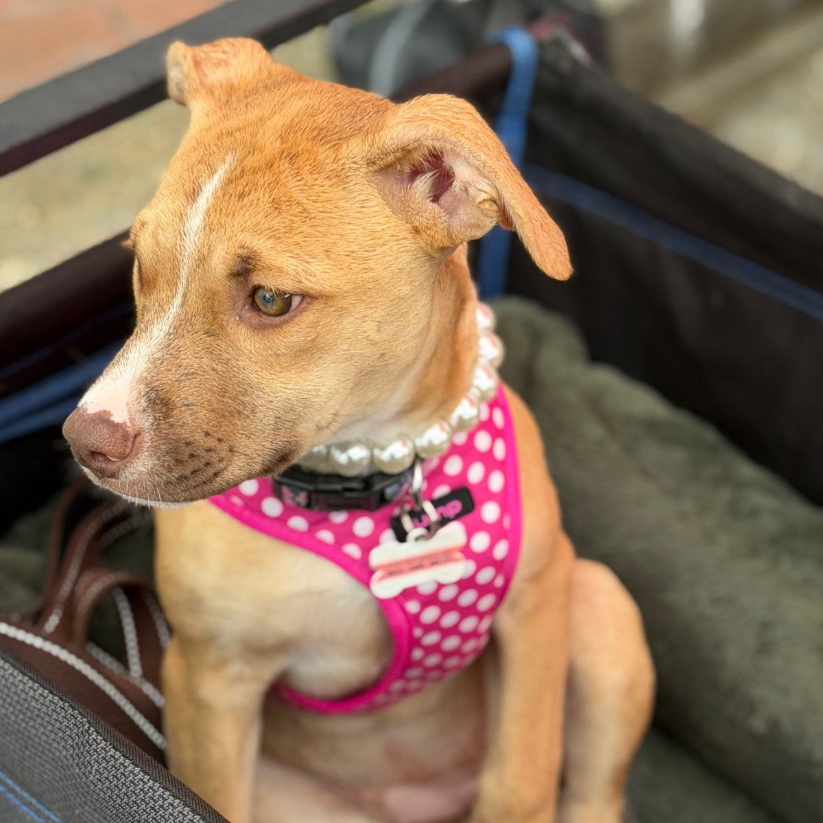 POPNCO Pearl beaded pet collar. A tan and white dog sitting in a black stroller or carrier, wearing a pink polka-dot harness with a pearl collar.