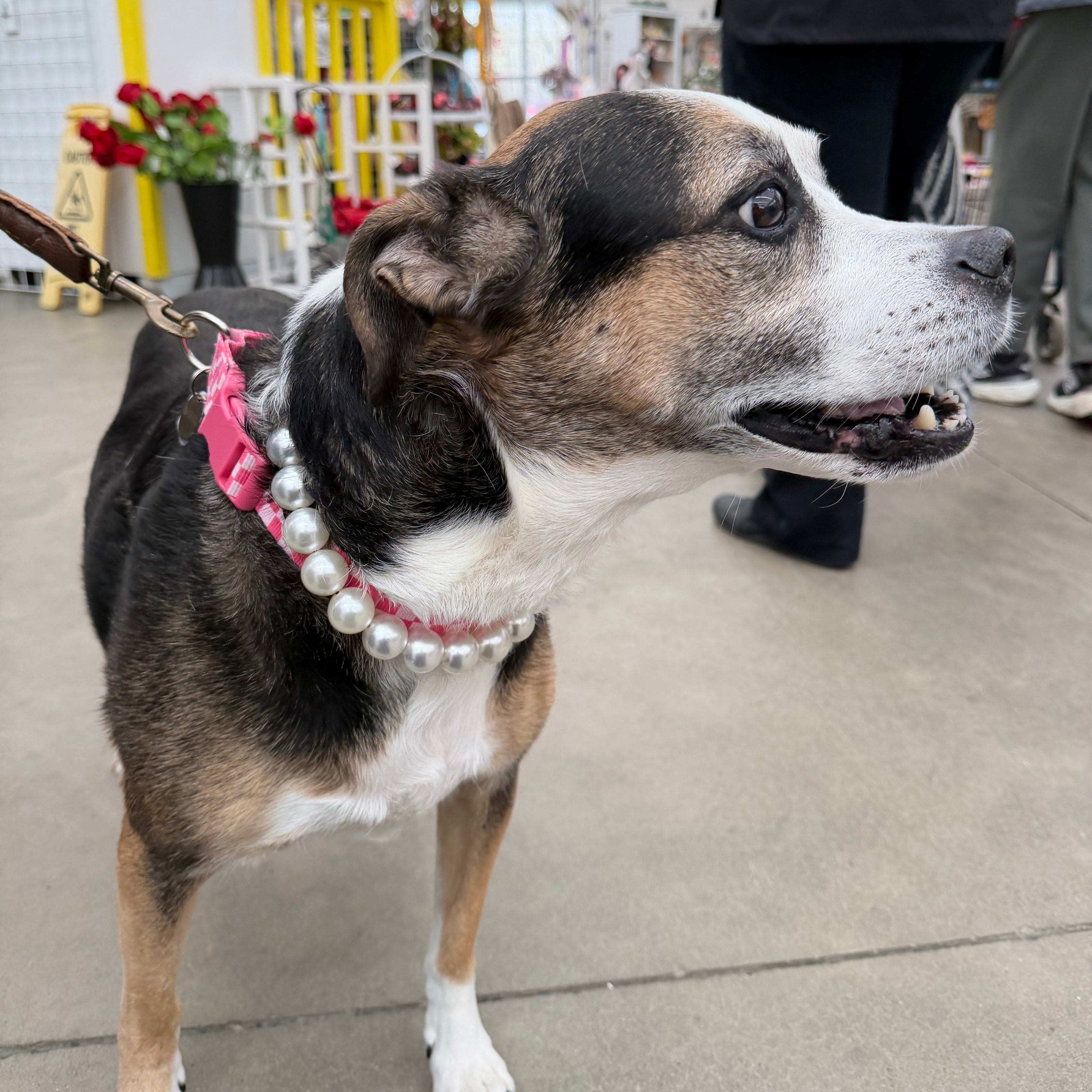 A tricolor dog wearing a pink collar with white faux pearls, standing on a concrete floor in what appears to be a shop or public space.