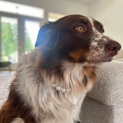 A brown and white long-haired dog wearing a collar made of white pearls, sitting on a gray couch in a bright room.