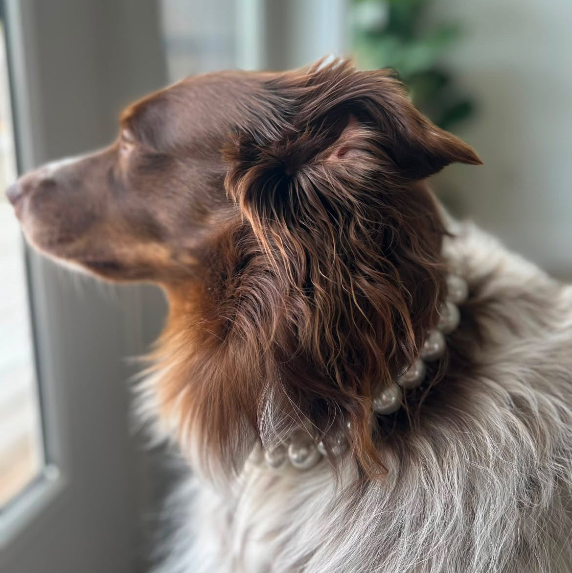 A close-up side profile of a fluffy brown and white dog wearing a pearl-bead collar, standing indoors near a window.