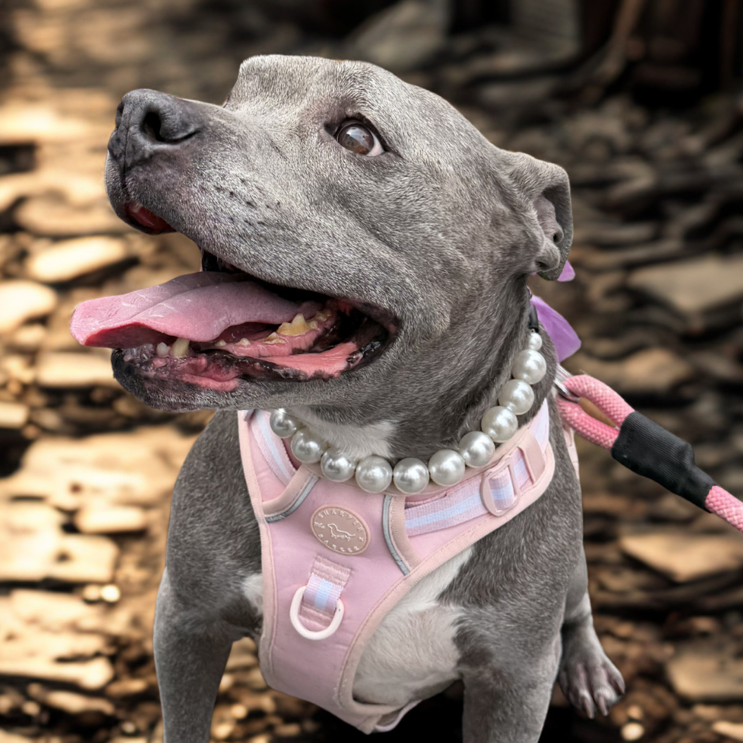 POPNCO Pearl Beaded Pet Collar on Aircraft grade Stainless Steel Wire.A gray pitbull-type dog wearing a pink harness with a pearl collar and a pink leash, standing outdoors on a leaf-covered ground.