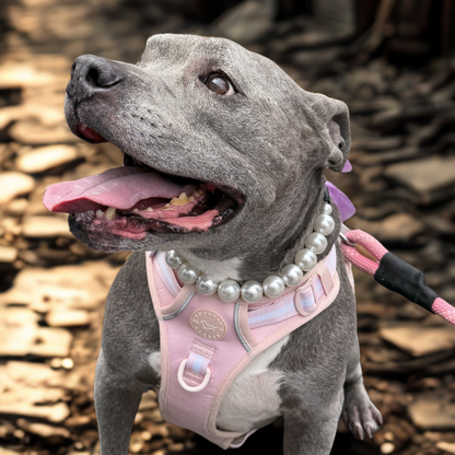 A gray pitbull-type dog wearing a pink harness with a pearl collar and a pink leash, standing outdoors on a leaf-covered ground.