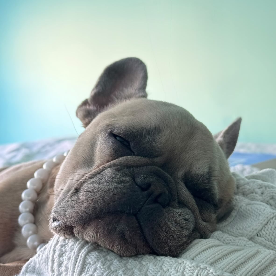 A sleeping French bulldog resting on a white knit blanket, wearing a white pearl necklace.