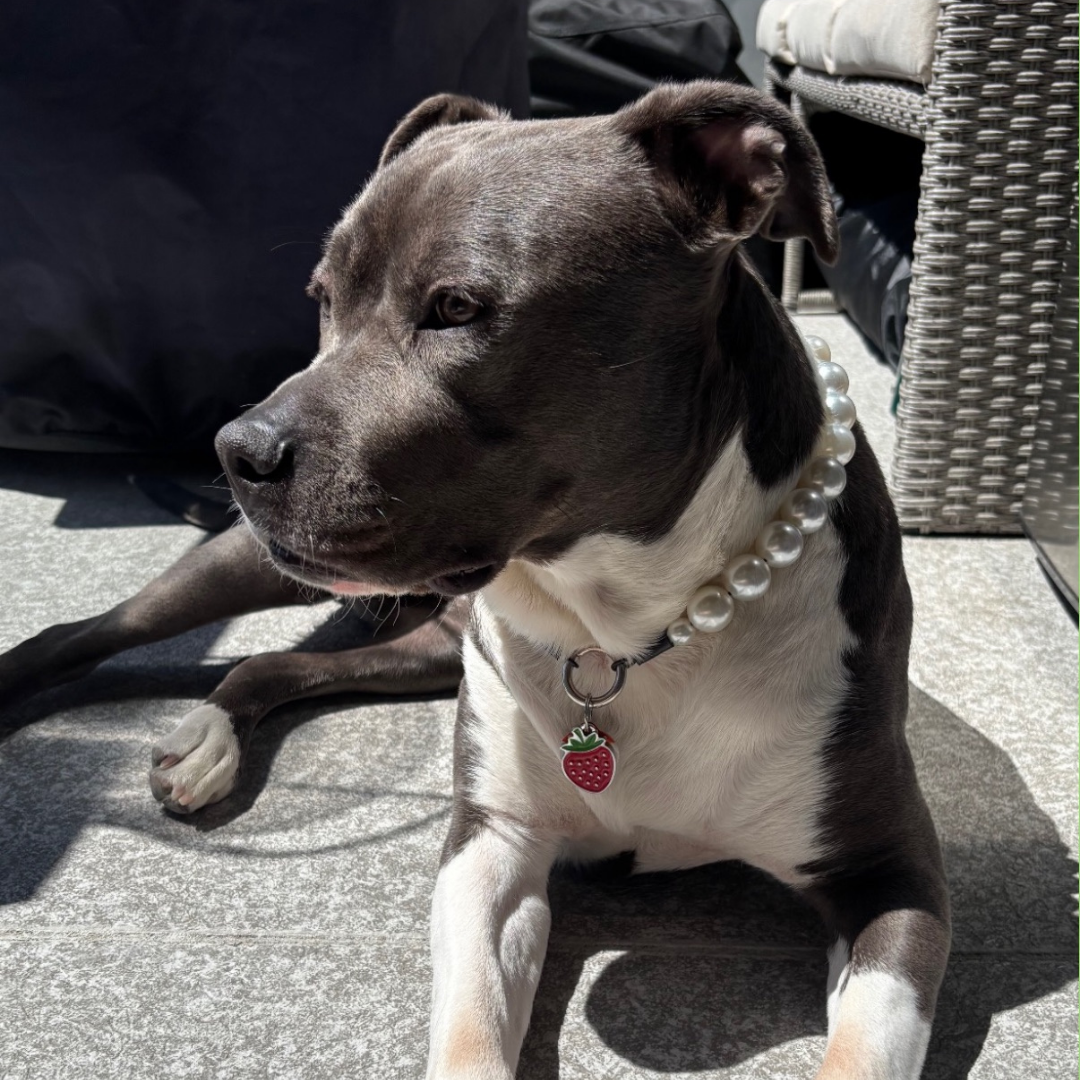 A dark gray and white pitbull-type dog wearing a pearl-bead collar with a strawberry-shaped tag, sitting outdoors on a patio.