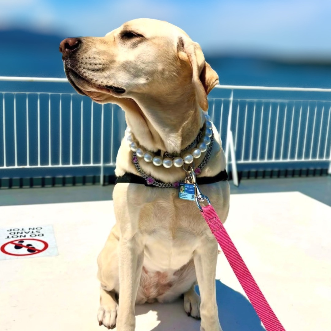 A light cream Labrador Retriever sits on a white deck wearing a black harness with a pearl collar, a blue ID tag, and a bright pink leash, with a blue ocean and white railing in the background.