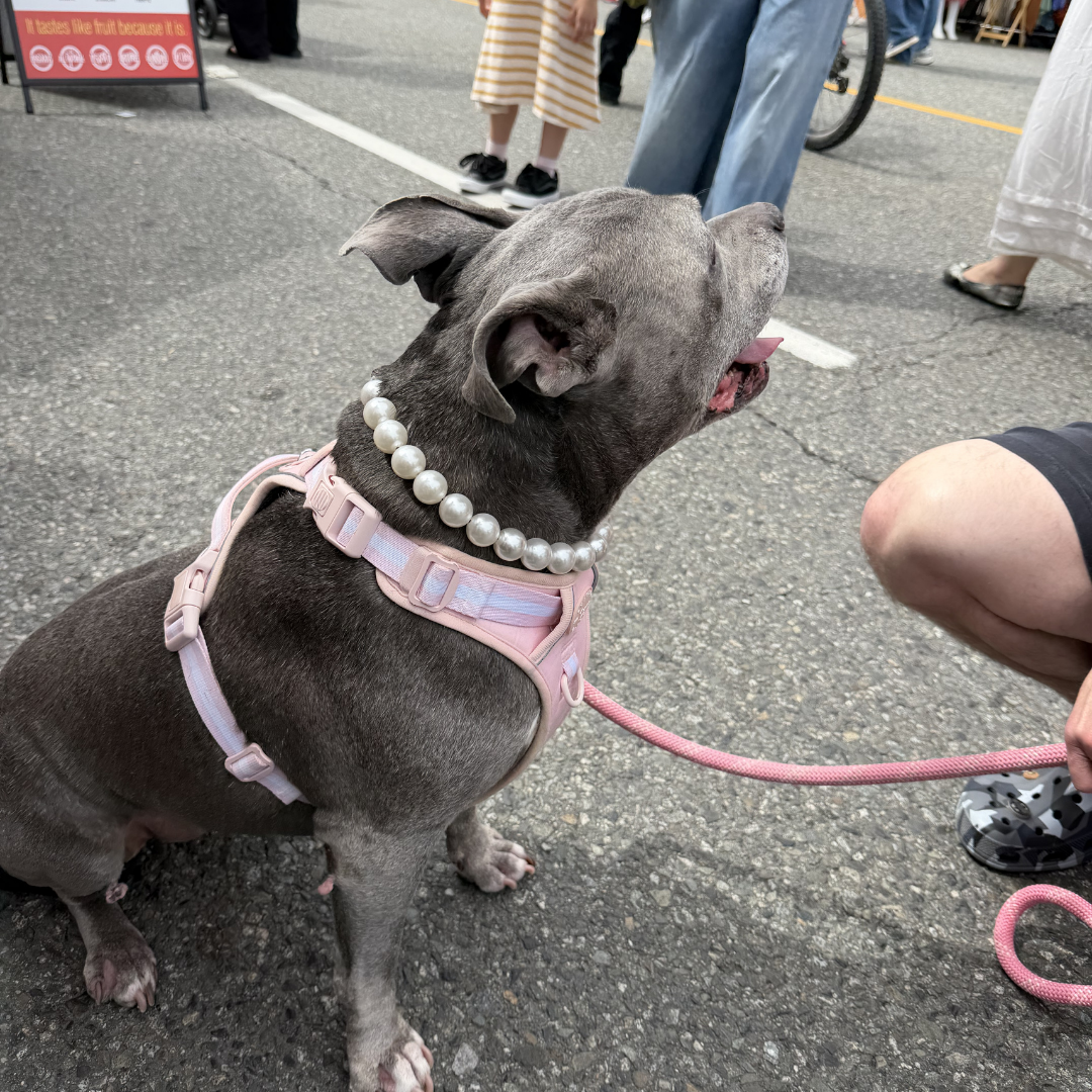 A gray dog wearing a pink harness and a pearl-bead collar sits on asphalt at an outdoor event, attached to a pink leash held by a person partially visible on the right.