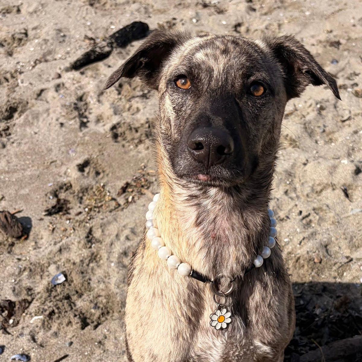 A brindle dog sitting on a sandy beach wearing a white beaded collar with a daisy charm.