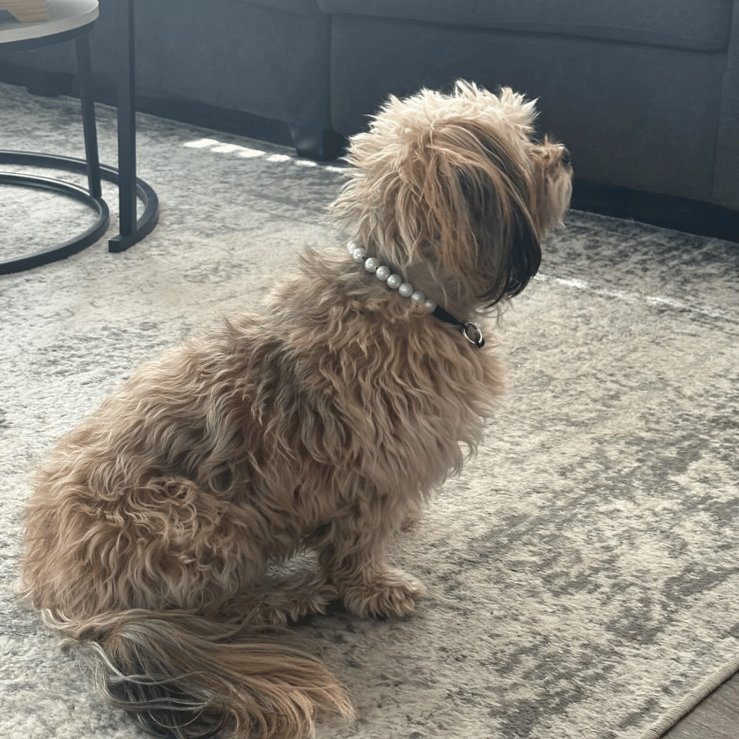 Fluffy dog sitting on a patterned rug in a living room wearing a POPNCO Pearl Collar from the Classics Collection.