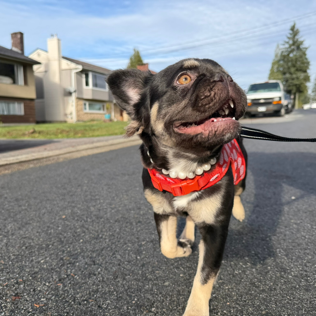 Dog wearing a red harness on a leash in a residential area with a POPNCO Pearl Beaded pet Collar on, she is a frenchie and she looks happy. 