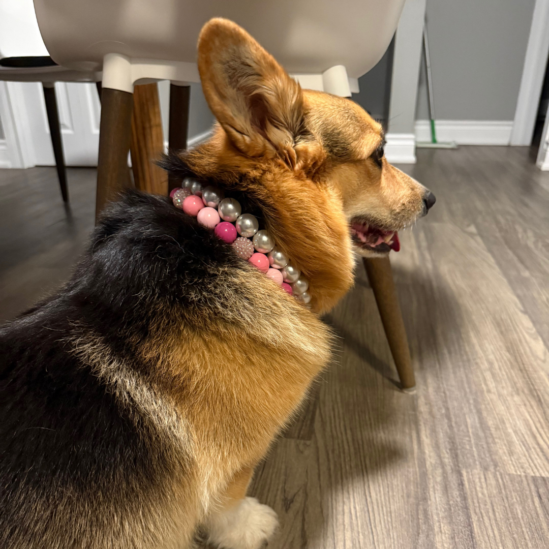 POPNCO Pearl 14mm Beaded pet Collar. Acrylic and Resin beads on Aircraft Grade Stainless Steel Wire. A corgi dog wearing a pink and gray beaded collar, standing on a wood-look floor in a home interior near a chair.