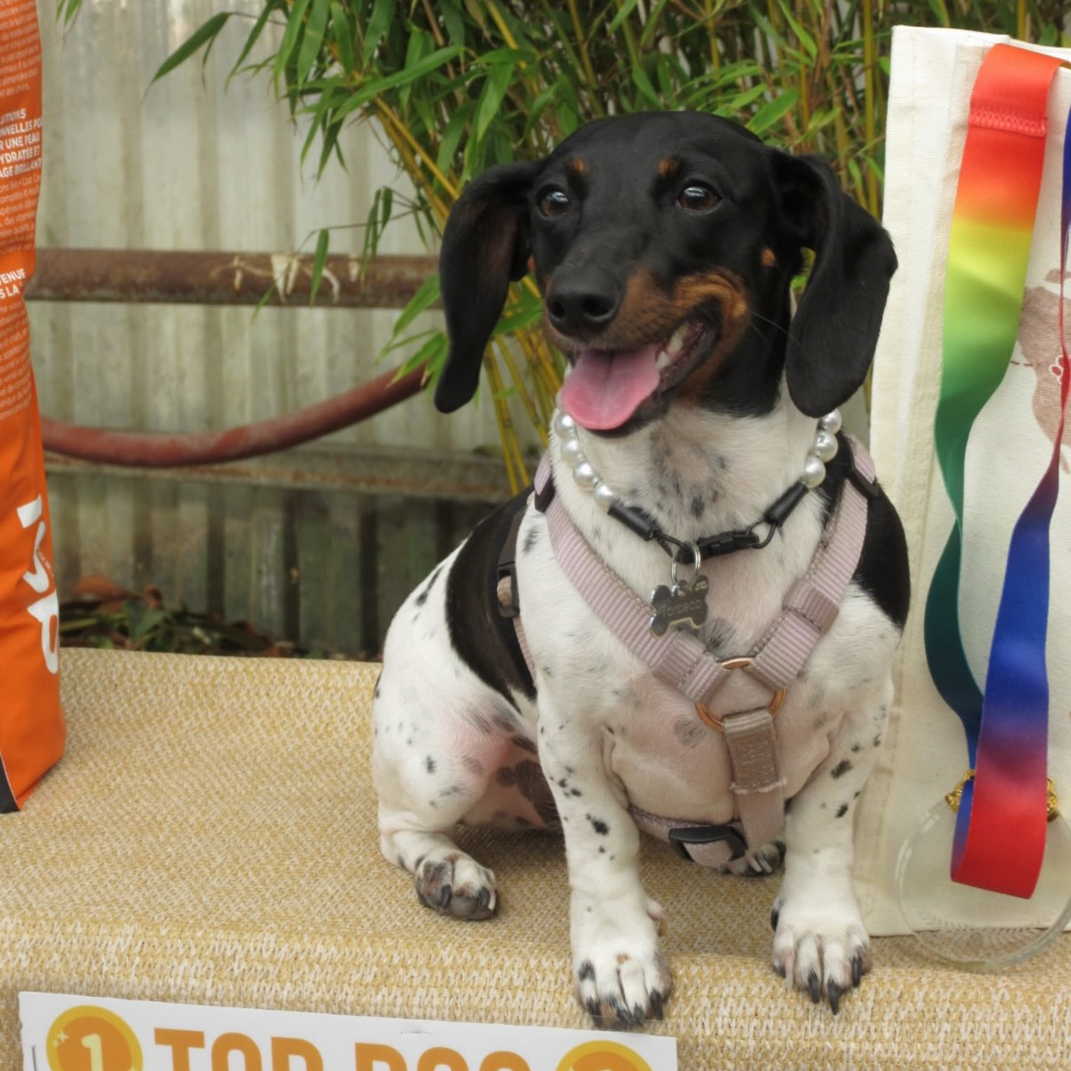 A black and white spotted dog wearing a pink harness sits on a burlap surface with a 'TOP DOG' sign in front. The photo appears to be a social media post with visible Instagram-style interface elements and a rainbow-striped tote bag in the background.