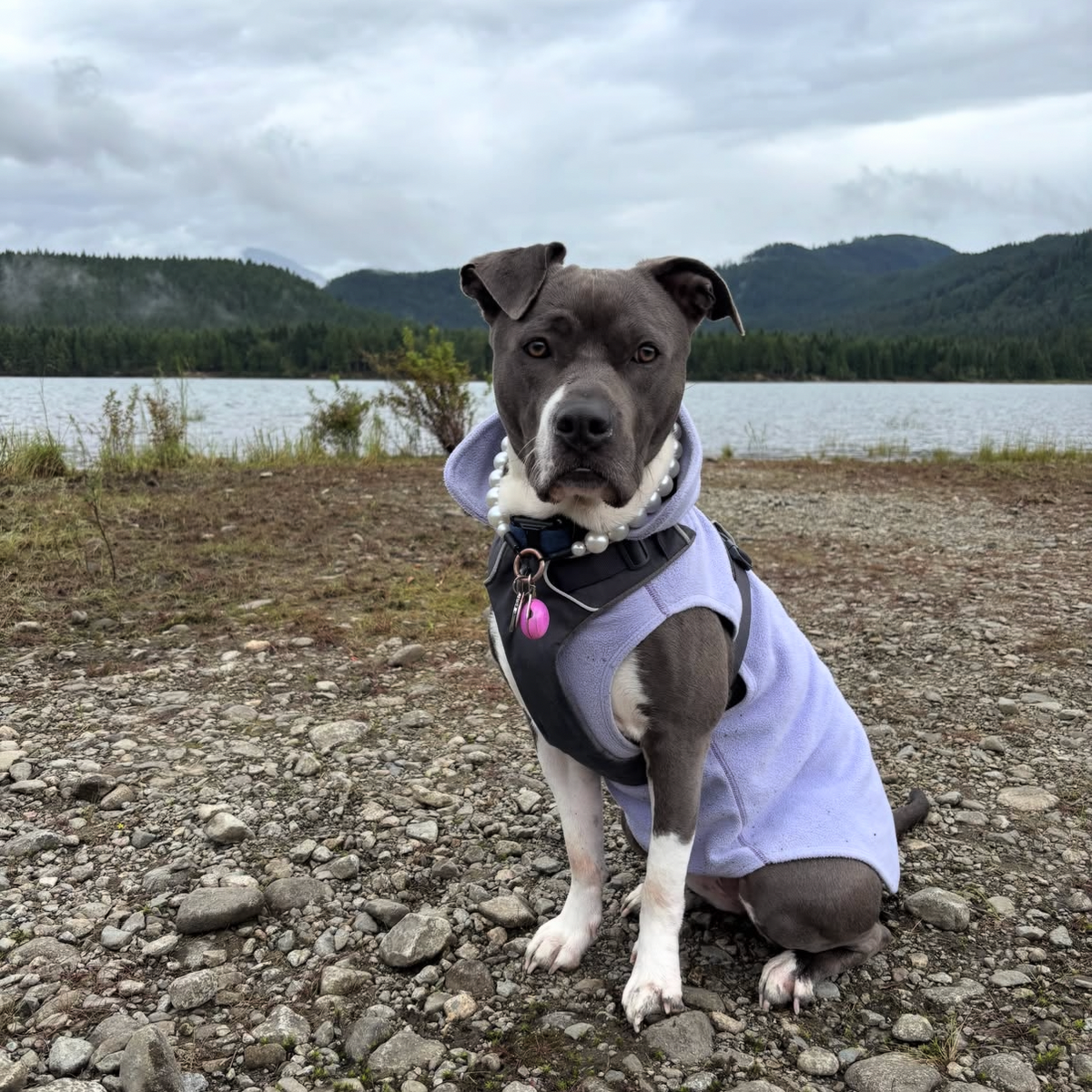 A dog wearing a light lavender-blue hooded sweater sits on a rocky lakeshore with mountains and water in the background. This is a social media post screenshot with user comments and phone status icons visible.