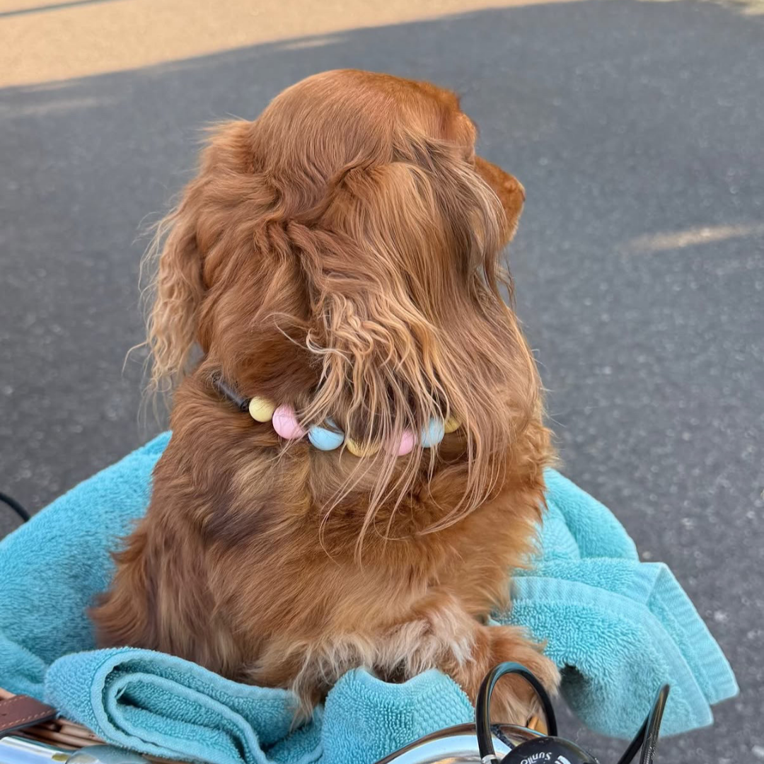 A long haired daschund dog sitting on a turquoise towel outdoors, wearing a black collar with pastel-colored beads.