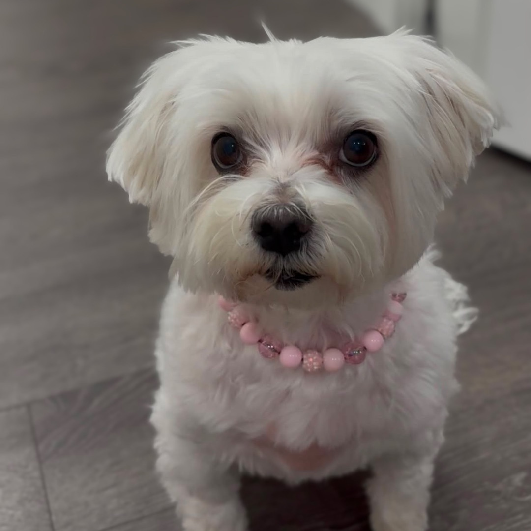 A small white dog wearing a pink beaded collar, sitting on a gray wood floor indoors.