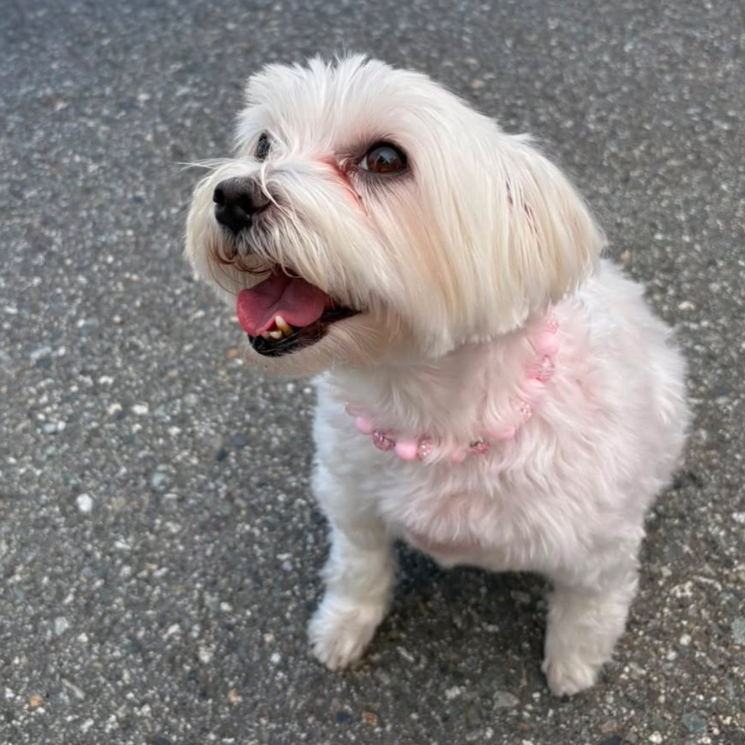 A small white dog wearing a pink beaded collar, sitting on a gray asphalt surface.
