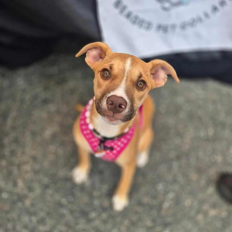 A brown and white dog wearing a pink patterned harness, looking up at the camera on a gray asphalt surface.