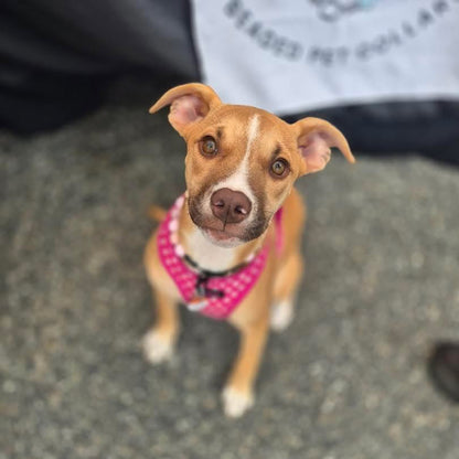 A brown and white dog wearing a pink patterned harness, looking up at the camera on a gray asphalt surface.