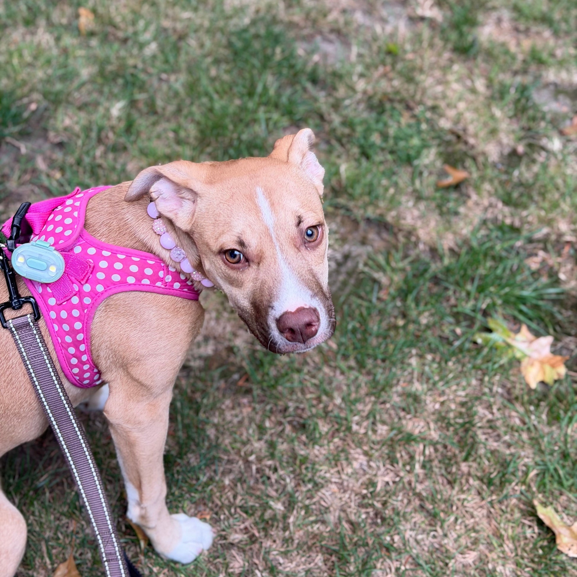 A tan and white dog wearing a pink polka-dot harness and a light blue ID tag, standing on a grassy lawn.