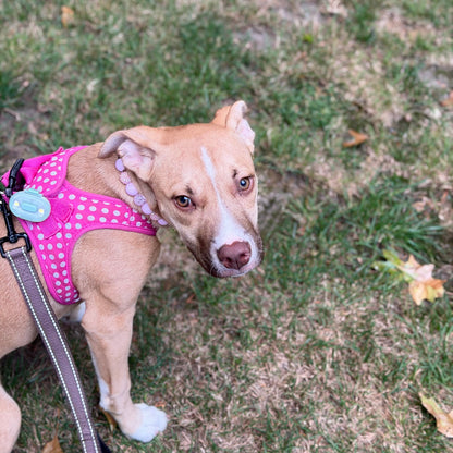 A tan and white dog wearing a pink polka-dot harness and a light blue ID tag, standing on a grassy lawn.