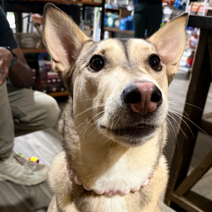 A close-up photo of a dog wearing a pink collar in what appears to be a store setting. The dog has tan and cream fur with darker markings around its eyes and ears.