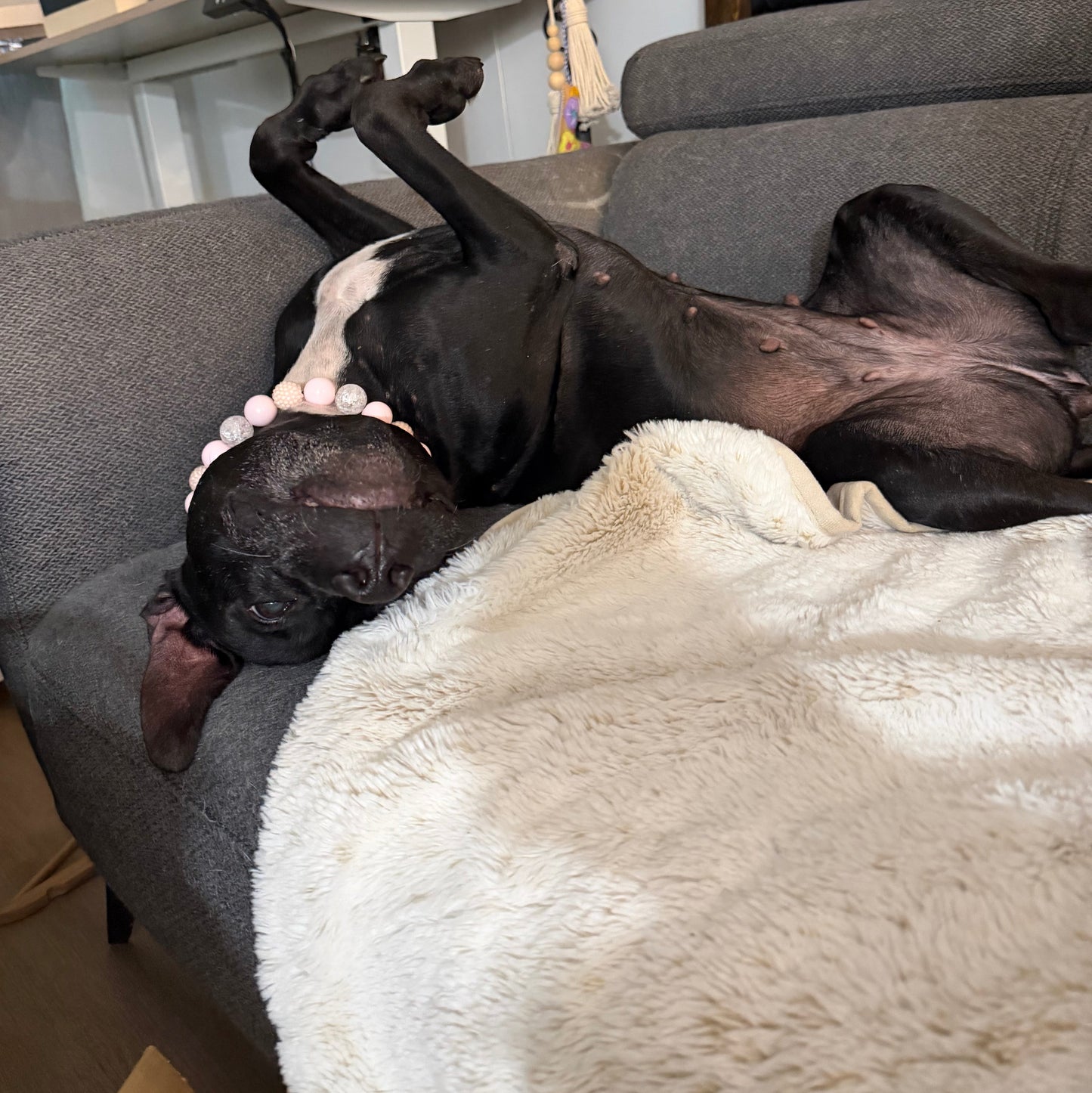 A black dog with a white chest and a pink beaded collar lies on its back on a gray couch, covered by a cream-colored blanket in a home setting.