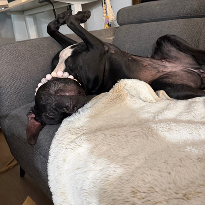 A black dog with a white chest and a pink beaded collar lies on its back on a gray couch, covered by a cream-colored blanket in a home setting.