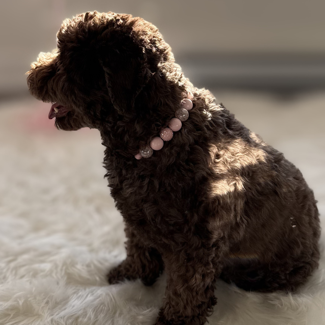 A small dark brown curly-haired dog sitting on a white shag rug, wearing a pink beaded collar.
