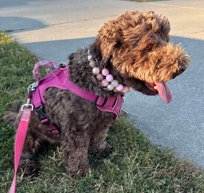 A brown curly-haired dog wearing a bright pink harness and matching leash, sitting on grass next to a paved path. The dog is also wearing a pink beaded collar.