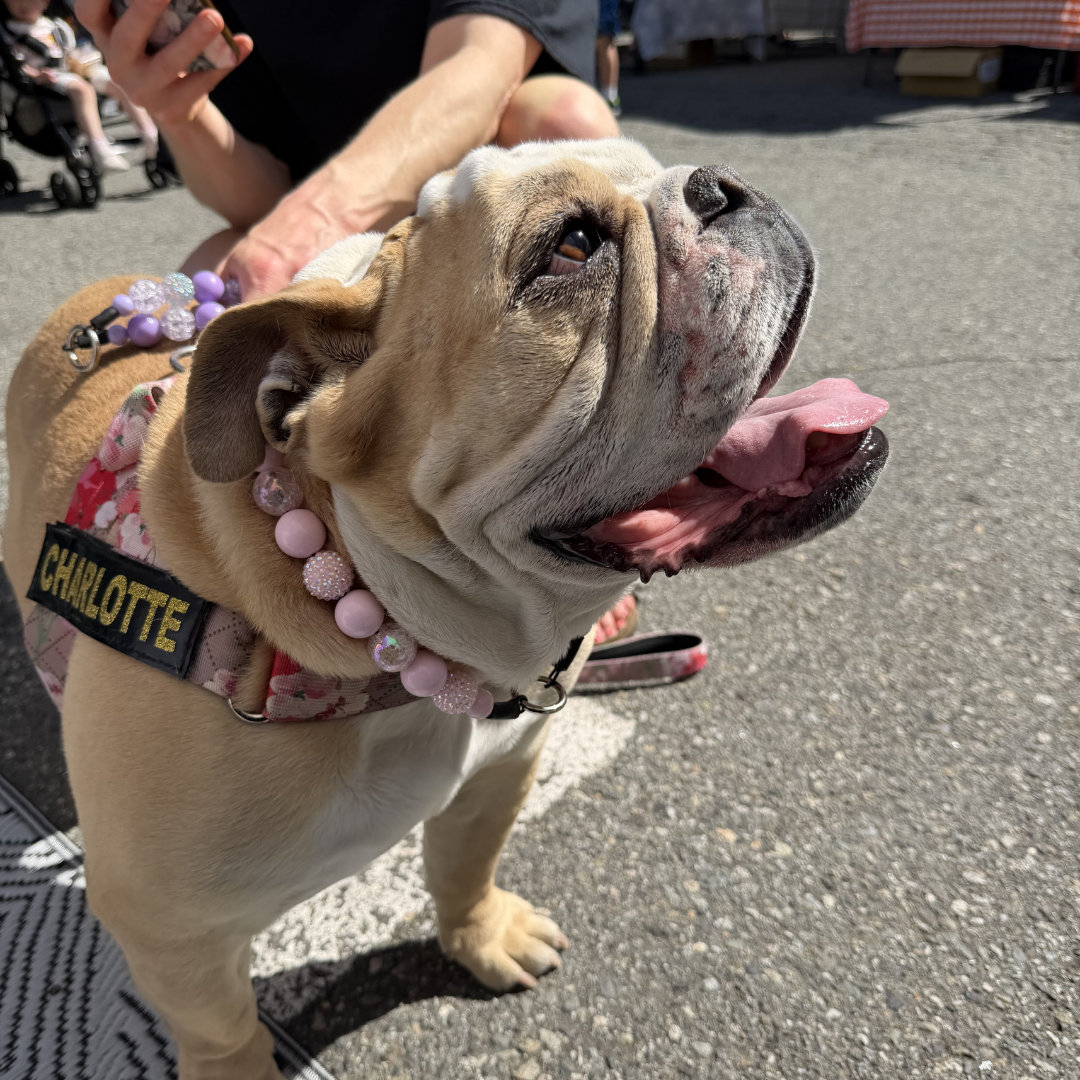 A fawn and white English Bulldog wearing a pink floral harness and a pink beaded collar with the name 'CHARLOTTE' in yellow lettering, photographed outdoors on a paved street with a person's hand near the dog.