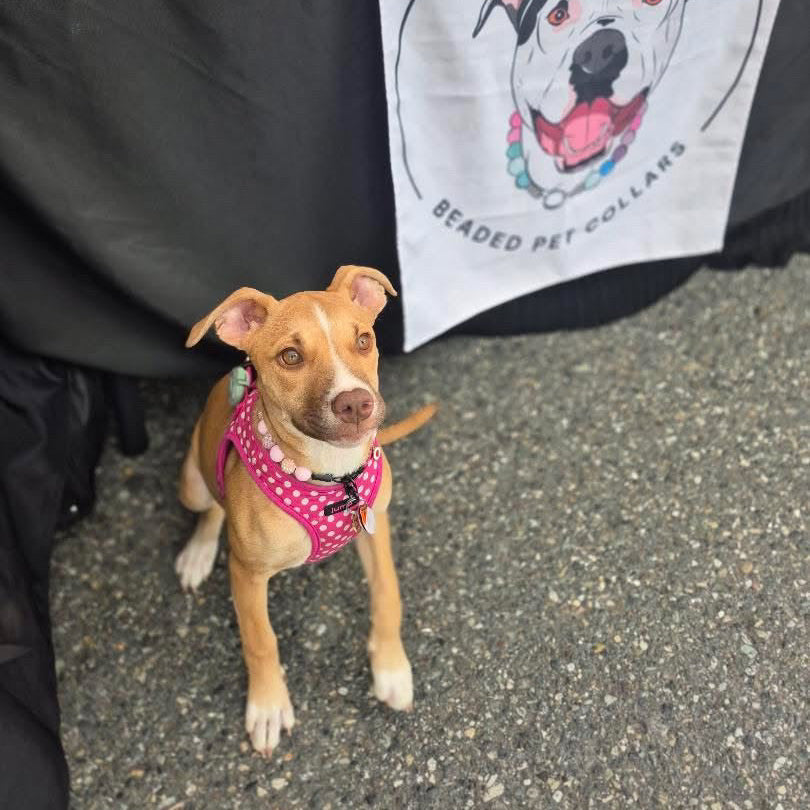A tan and white dog wearing a pink beaded collar stands on pavement in front of a black draped table with a white banner reading 'POPNCO BEADED PET COLLARS' and a dog illustration.