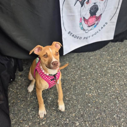 A tan and white dog wearing a pink beaded collar stands on pavement in front of a black draped table with a white banner reading 'POPNCO BEADED PET COLLARS' and a dog illustration.