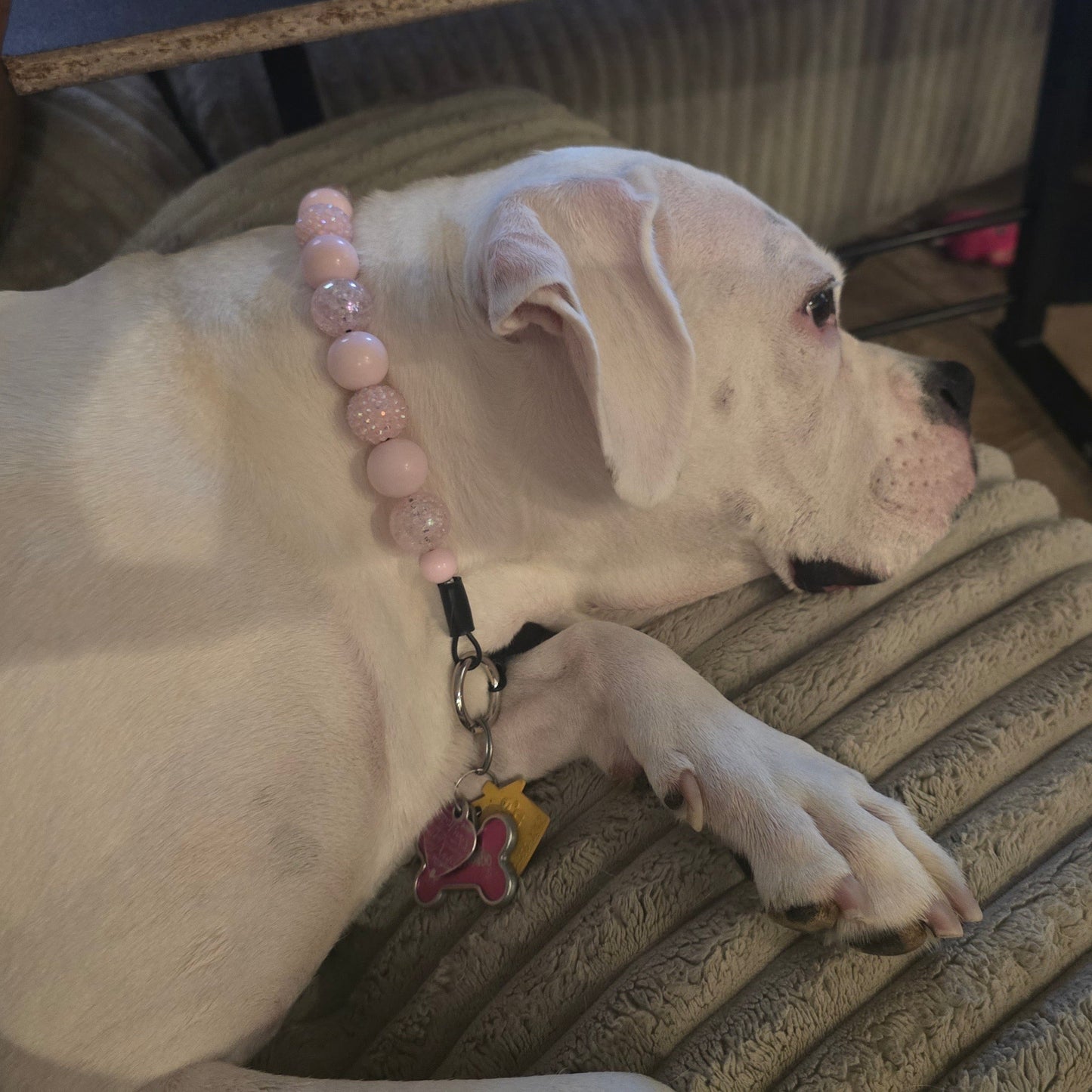 A white dog lying on a ribbed beige couch, wearing a pink beaded collar with a black clip and colorful tags.