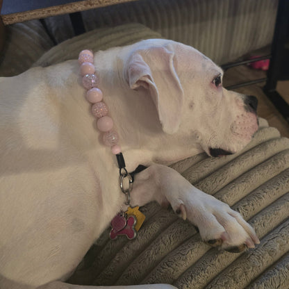 A white dog lying on a ribbed beige couch, wearing a pink beaded collar with a black clip and colorful tags.