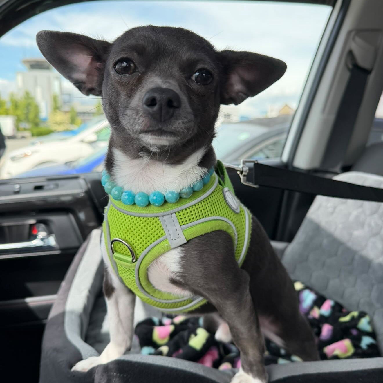 Small Dog wearing a Stunning Beaded Pet Collar from POPNCO called Poseidon 