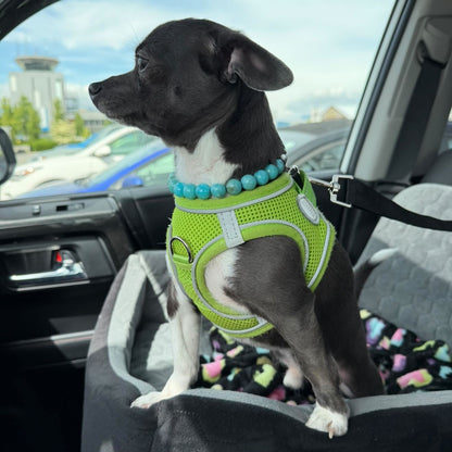 Dog wearing a green harness sitting in a car with a cityscape outside the window wearing a small Popnco beaded dog collar called Poseidon Olin the 12mm bead. 