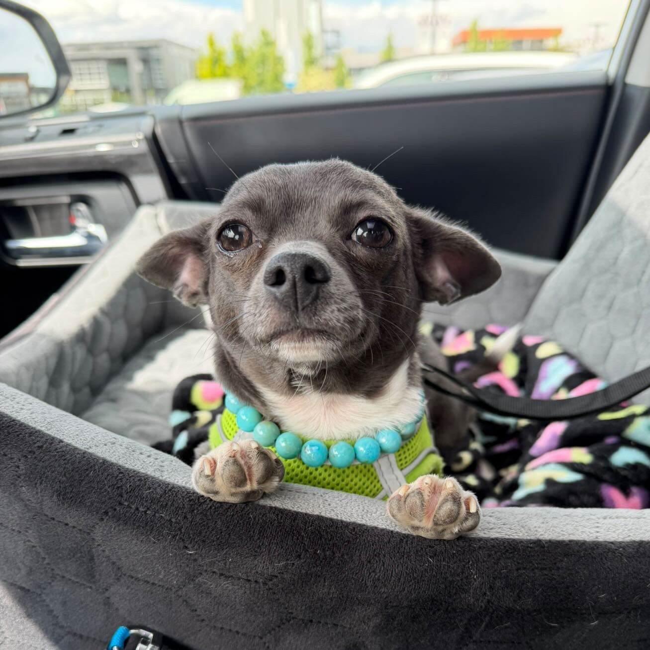 Small Dog in a car on a car seat wearing a Stunning Beaded Pet Collar from POPNCO called Poseidon 